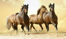 属马的人2020年犯太岁如何化解 ,属马今年运势好吗?