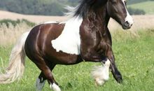 2021年属马运势及运程详解,属马2021年佩戴什么吉祥物好