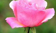 钱财大赚特赚，遇见真爱的生肖，11月中旬起钞票满满，福运亨通