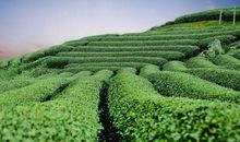 11月富贵花开，诸事顺心，事业高升，喜事临门的4生肖