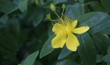 下周开始，前有大运滚滚，后有桃花连连，3生肖接大喜、迎大财，日子红红火火