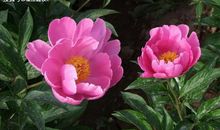 在感情中，双子座容易被什么伤害？