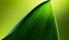 自12号起，鸿运八方来，财富蓬勃发展，事业上升的四个生肖