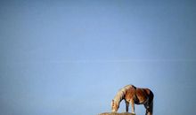 1966年的属什么生肖(图文)