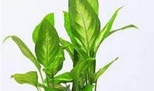 银皇后有什么风水作用？你知道摆在哪里吗？