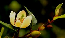 11月13号起吉星相伴，事业运势高涨，钱财不断进口袋的四属相