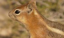 2020年出生的鼠宝宝五行缺什么，有什么优缺点