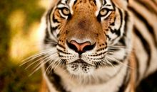 12月财星入门，横财加身，喜鹊贺喜的4大生肖