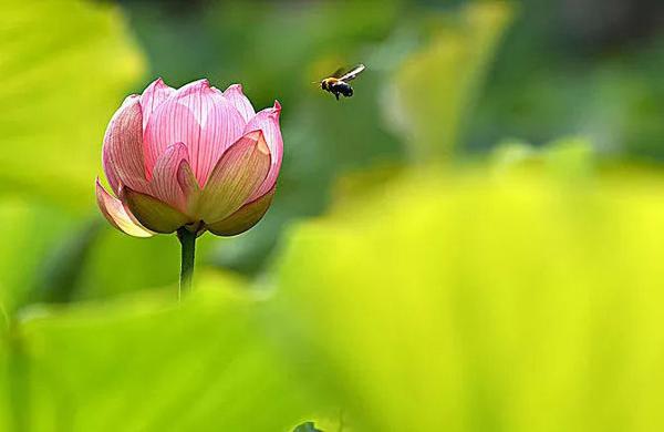 最近7天，财来运转，喜上眉梢，富贵吉祥的4个生肖 2