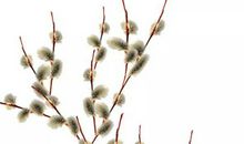 2020年3月生肖属龙人的桃花运好吗，恐难现