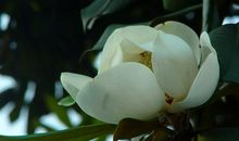 11月底开始聚财一流，吸金超凡，运势红火，大财不断入账的四属相