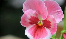 越老越有”福气“的4大生肖女，命里藏金，谁娶了就偷着乐吧