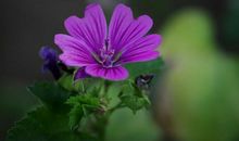 12月财运旺上旺，事业遇贵人相助，财运增长财气来的四属相