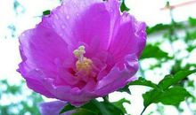 “最死心眼”的4大生肖，固执己见认死理，看看有你身边人吗