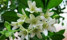 11月18号起吉星庇佑，财运颇丰，运势红火，想财财气高的四属相