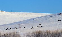 2020年财运最好的生肖，生肖牛财运最佳，致富有钱就在今年