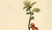 2020年4月19号三月二十七生的人性格命运解析，五行八字查询