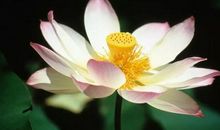 8号天降大喜，喜事临门，财运亨通，泰来否往的4个生肖