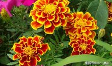 堪称“交际花”的4大生肖，能说会道嘴巴甜，前途一片光明！