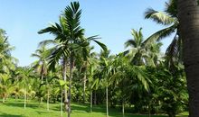 院内种什么树好风水 植物风水作用解析