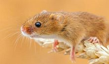 2020年属鼠本命年佩戴什么吉祥物提升好运气