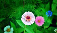 性格倔强不服输，做什么都要比别人强的4大生肖，是你吗？