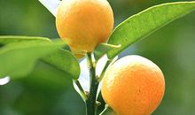 金桔树的风水作用