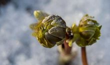 11月18号开始运势大红大紫，财运滚滚而来，横财满天飞的四属相