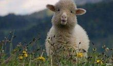 2021年属羊人全年运程如何 属羊人2021年每月运势大全