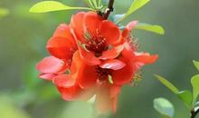 11月大运将至，吉星相伴，鹏程万里的4个生肖