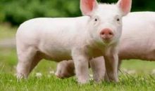 2021年属猪人全年运程如何 属猪人2021年每月运势大全