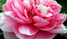 2020年好运势接二连三，福禄双全的属相，事业创辉煌，平步青云