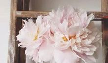 2020年农历7月,8月和9月生肖属鸡和生肖属猪最佳订婚吉日