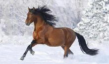 属马的人2019年过年前跳槽好不好？如何催旺运势？(图文)