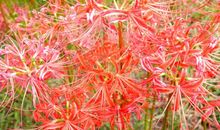 6月初左右，缘分出现，桃花旺盛，爱情事业丰收的4大生肖！