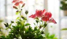 3月初，不再迷茫，一往无前，扬眉吐气的三大星座