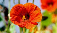 天生”阔太命“的4大生肖女，总能找个大富豪，长得好不如嫁得好