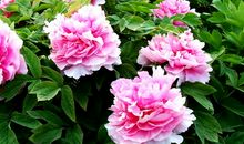 12月份，4属相出门迎财神，财运上升，赚钱门路大开，财富滚滚来