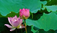 下月开始偏财很旺，无数意外之喜频来，家人都沾光享福的四属相