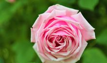 原创 从不朝三暮四，更不会心猿意马，一旦认定一心一意好到底的属相男