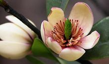 11月底开始付出终于得回报，财富如潮水涌来，钞票堆满屋的四属相