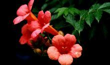 11月18号起运比火旺，横财乘风来，顺风顺水，富贵赚不停的四属相