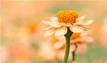 这些生肖男超会制造浪漫，快抓住