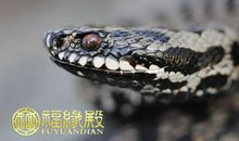 1989年属蛇的人明年运势