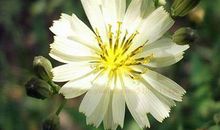 好事进家门，好运统统来的生肖，11月下旬起生活越来越富有