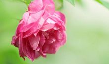 12月份财星入库，贵人相助，财源滚滚来，富贵花常开的3生肖