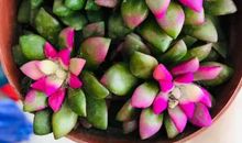 心理学：你最喜欢哪盆多肉，测出三个月内你有啥美事发生