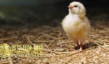 2005年属鸡的人明年运势