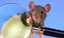 属鼠人2020年本命年适合怀孕生子吗 有什么禁忌