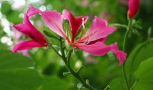 11月有大财进门的生肖，财运紫气东来，好事不断上门，要走大运